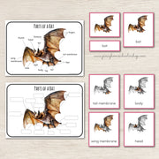 Montessori Parts of a Bat Learning Pack