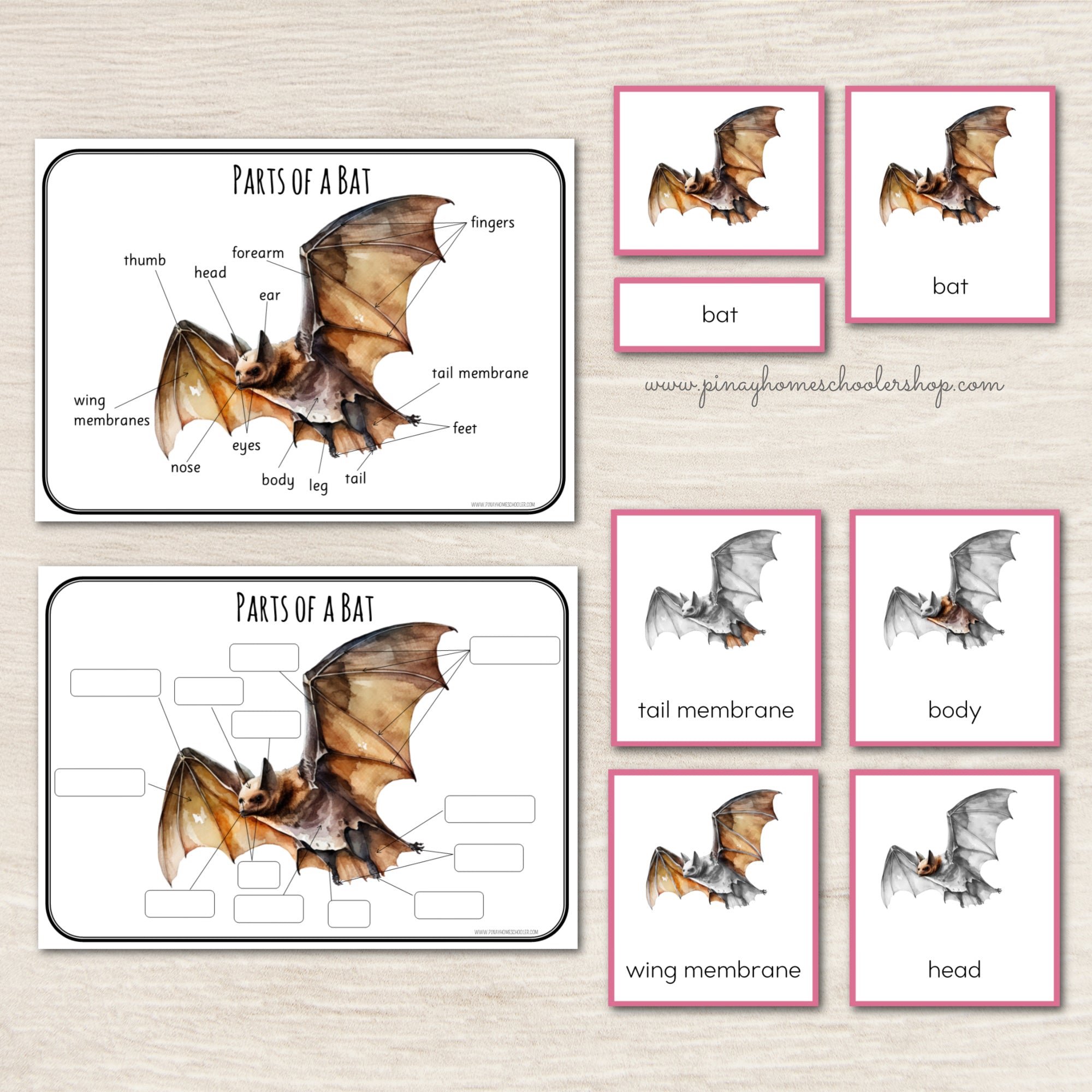 Montessori Parts of a Bat Learning Pack