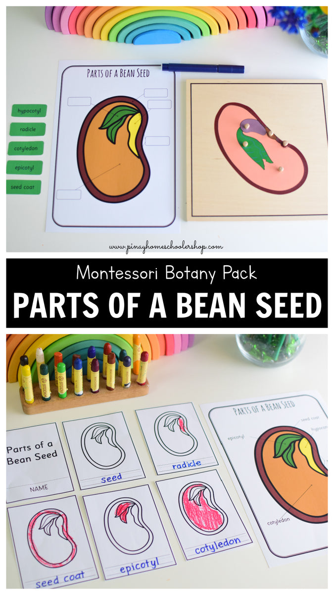 Parts of a Bean Seed Montessori 3 and 4 Part Cards – Pinay Homeschooler ...