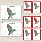 Parts of a Bird Montessori 3 Part Cards