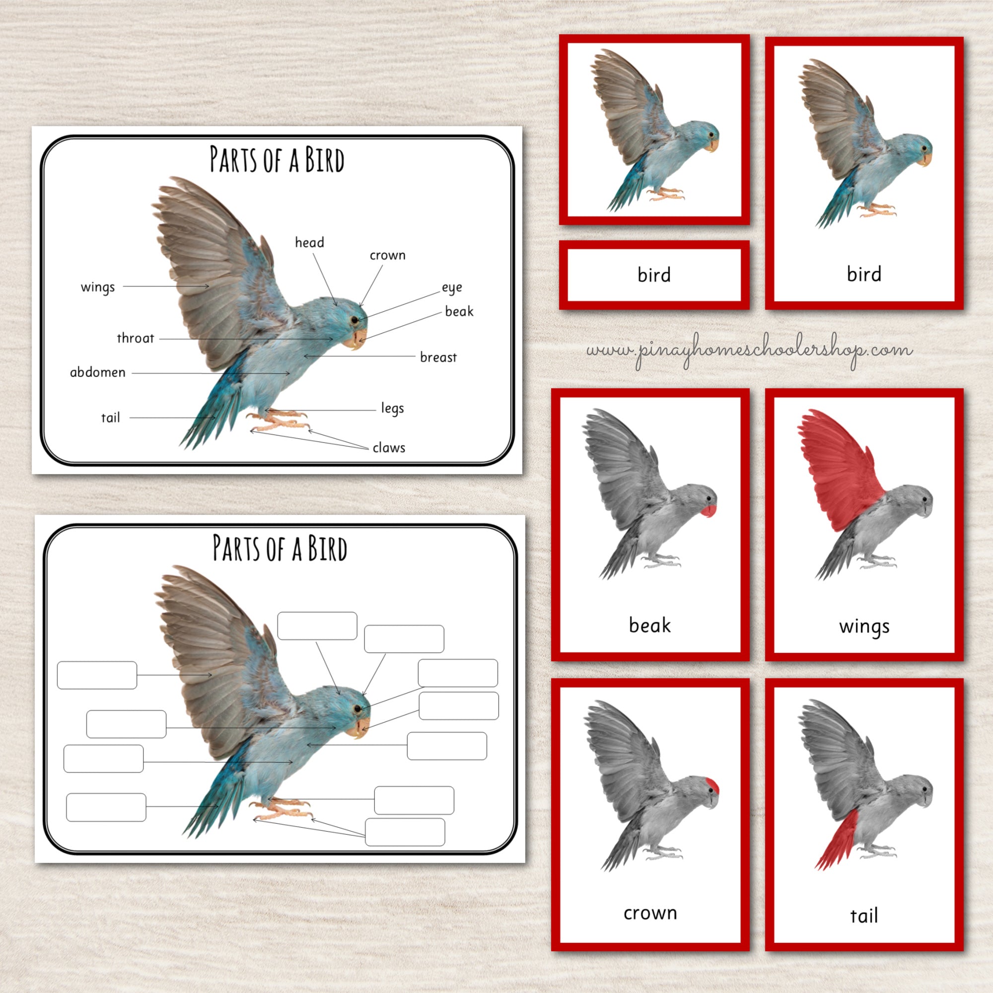 Montessori 3 Part Cards Zoology BUNDLE