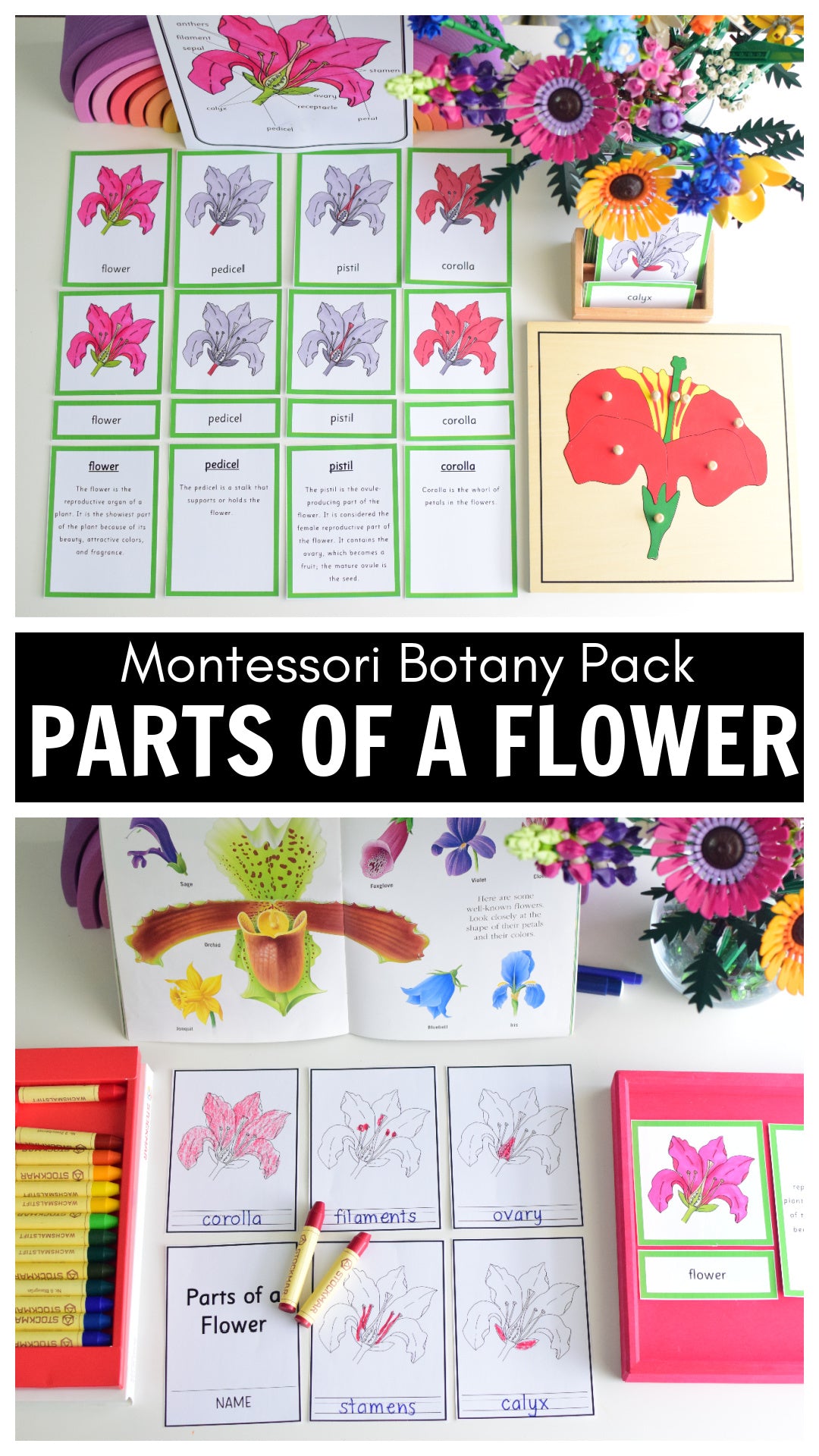 Botany Bundle - Montessori Pack