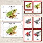 Parts of a Frog Montessori 3 Part Cards and Definitions