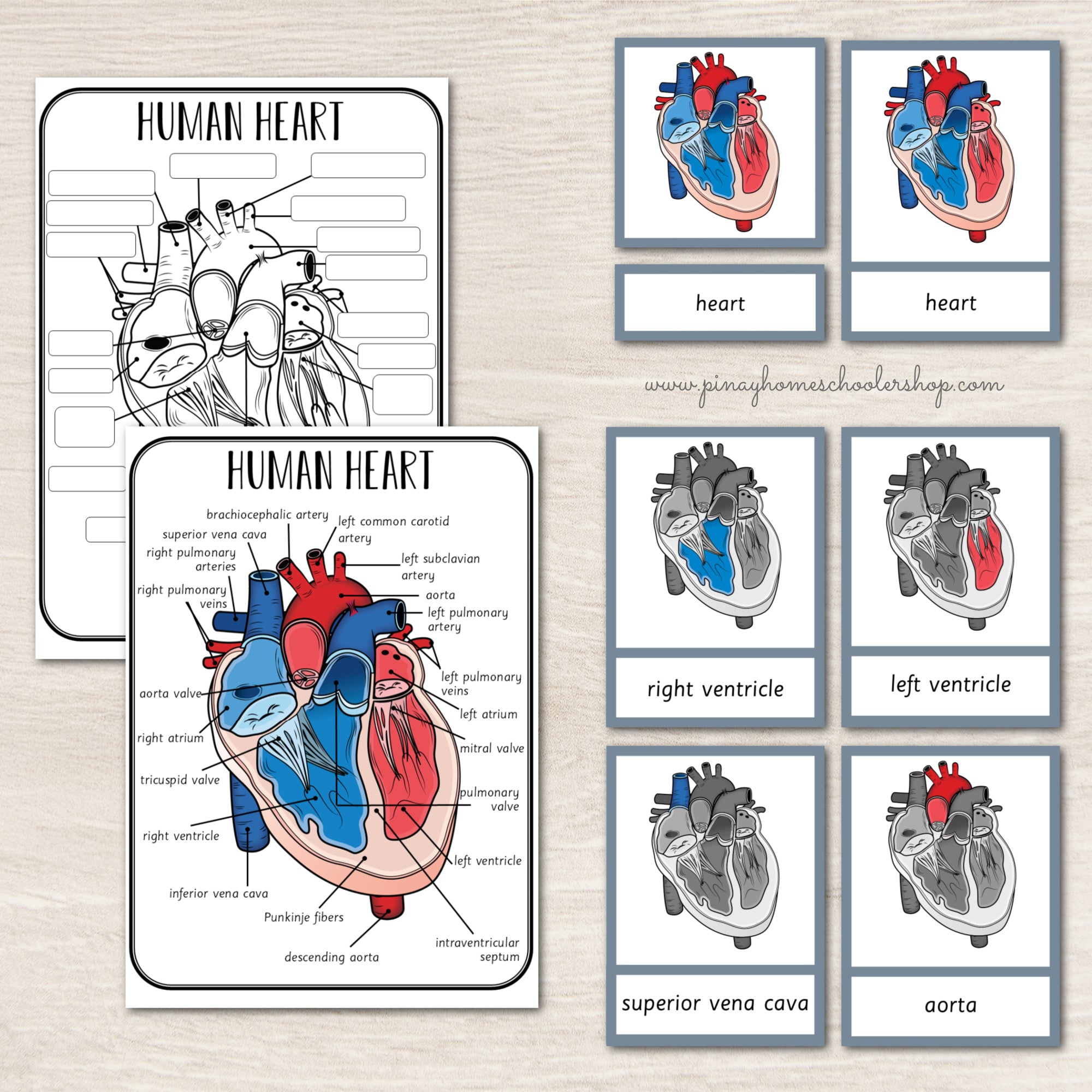 Parts of a Human Heart Learning Pack