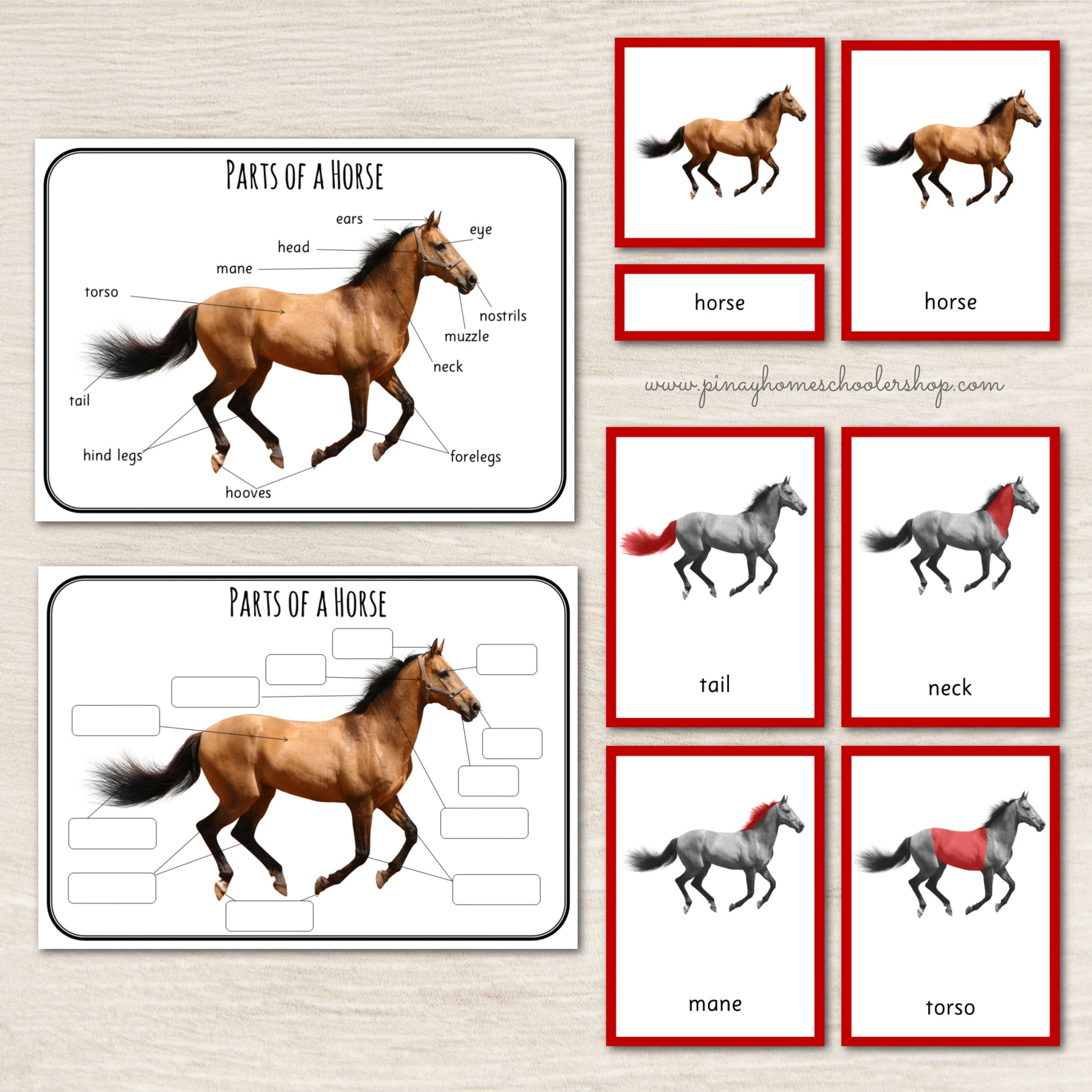 Montessori 3 Part Cards Zoology BUNDLE