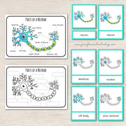 Parts of a Neuron Montessori 3 Part Cards