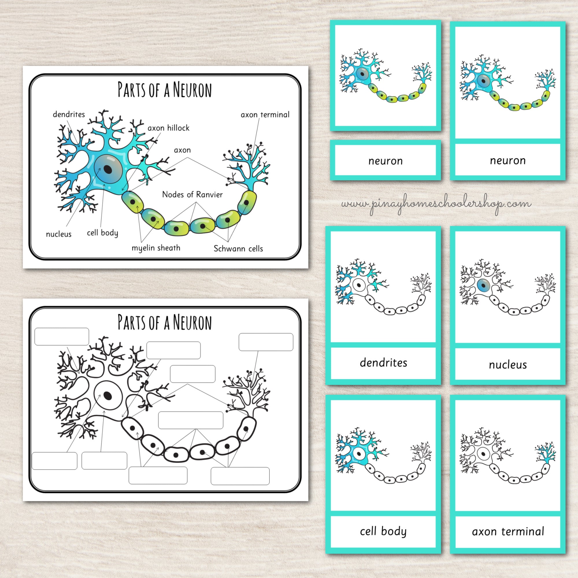 Parts of a Neuron Montessori 3 Part Cards