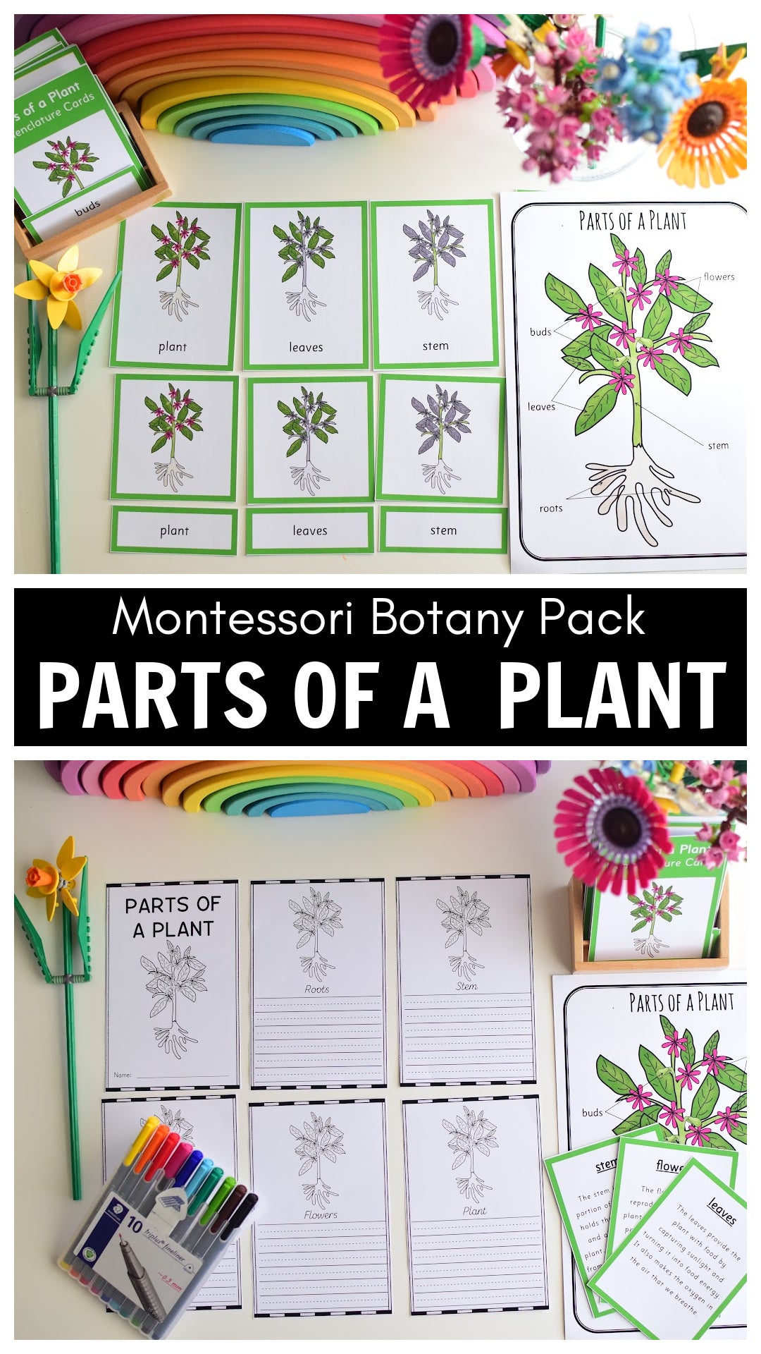 Parts of a Plant Montessori Inspired