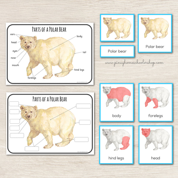 Montessori Parts of a Polar Bear