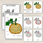Parts of a Pumpkin - Montessori Inspired