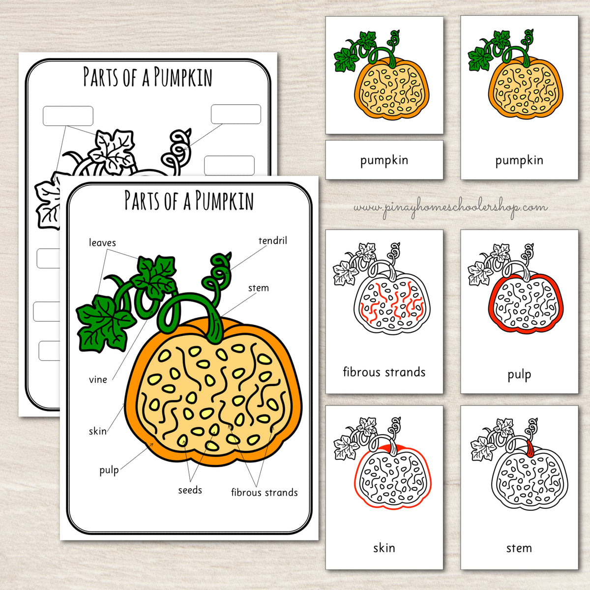 Parts of a Pumpkin - Montessori Inspired