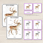 Montessori Parts of a Reindeer Learning Pack