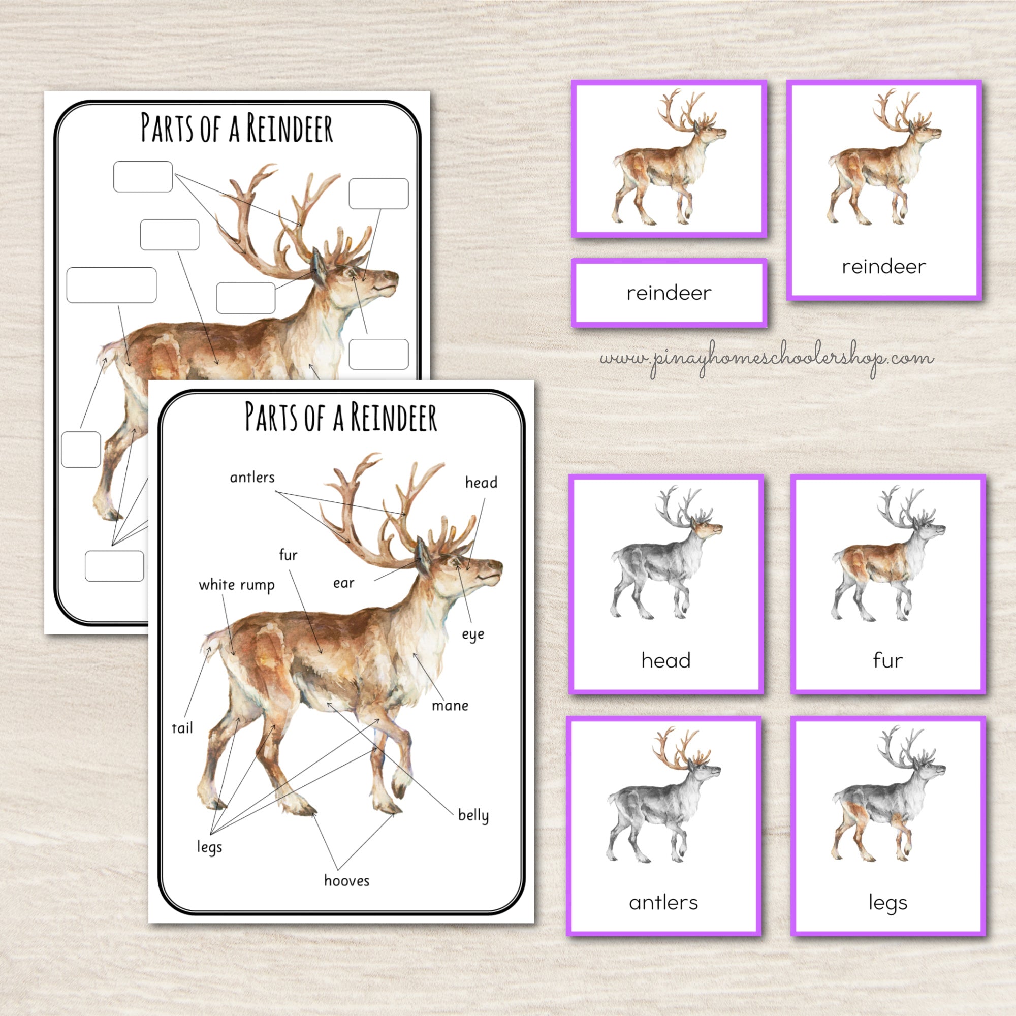 Montessori Parts of a Reindeer Learning Pack