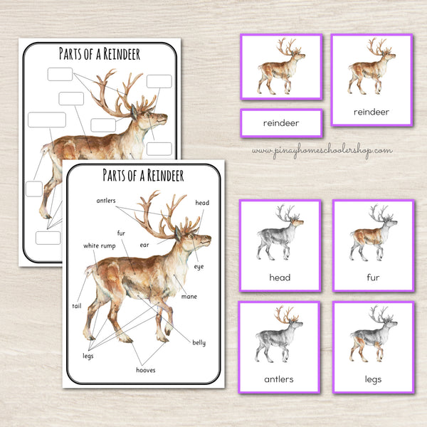 Montessori Parts of a Reindeer Learning Pack