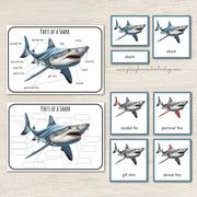Parts of a Shark Montessori 3 Part Cards