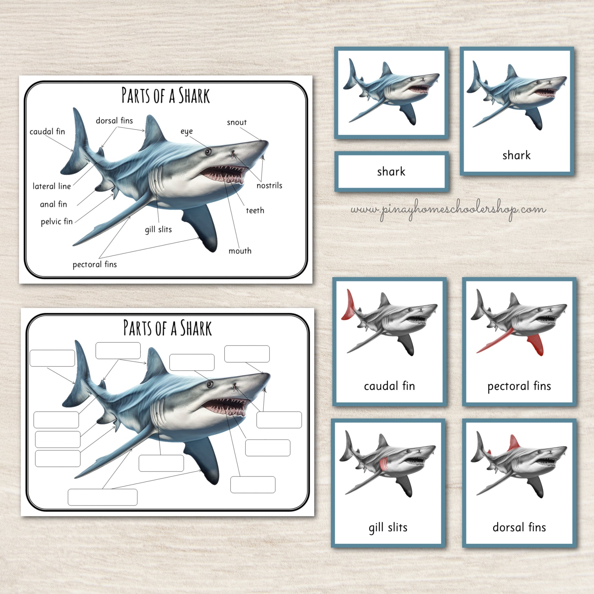 Parts of a Shark Montessori 3 Part Cards