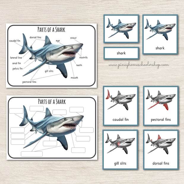 Parts of a Shark Montessori 3 Part Cards – Pinay Homeschooler Shop