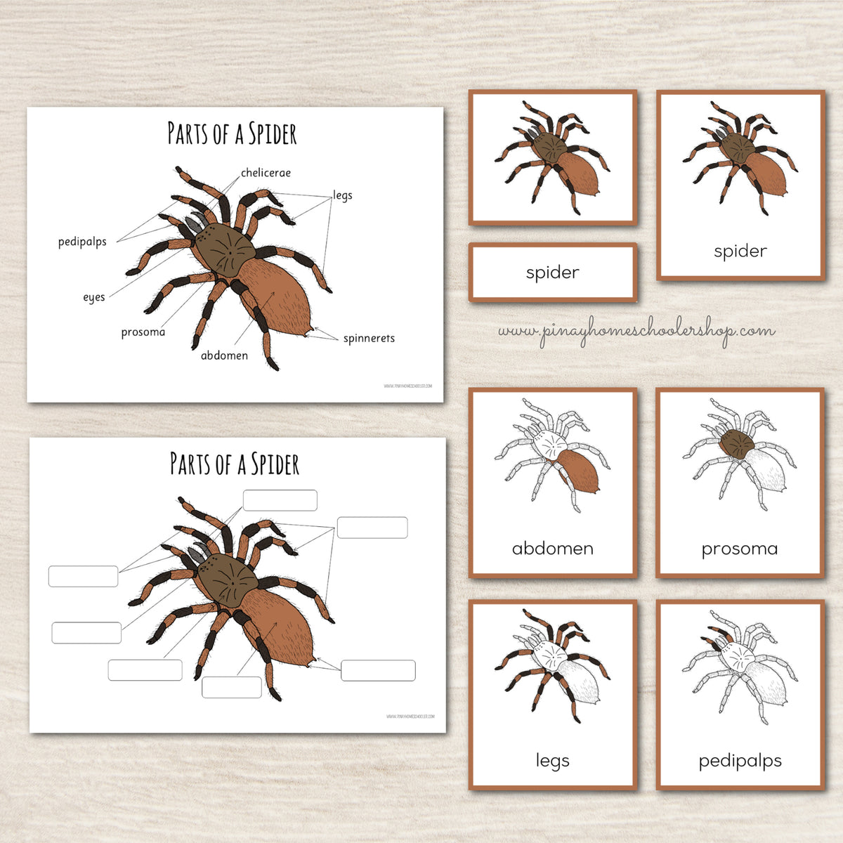 Montessori Parts of a Spider 3 Part Cards