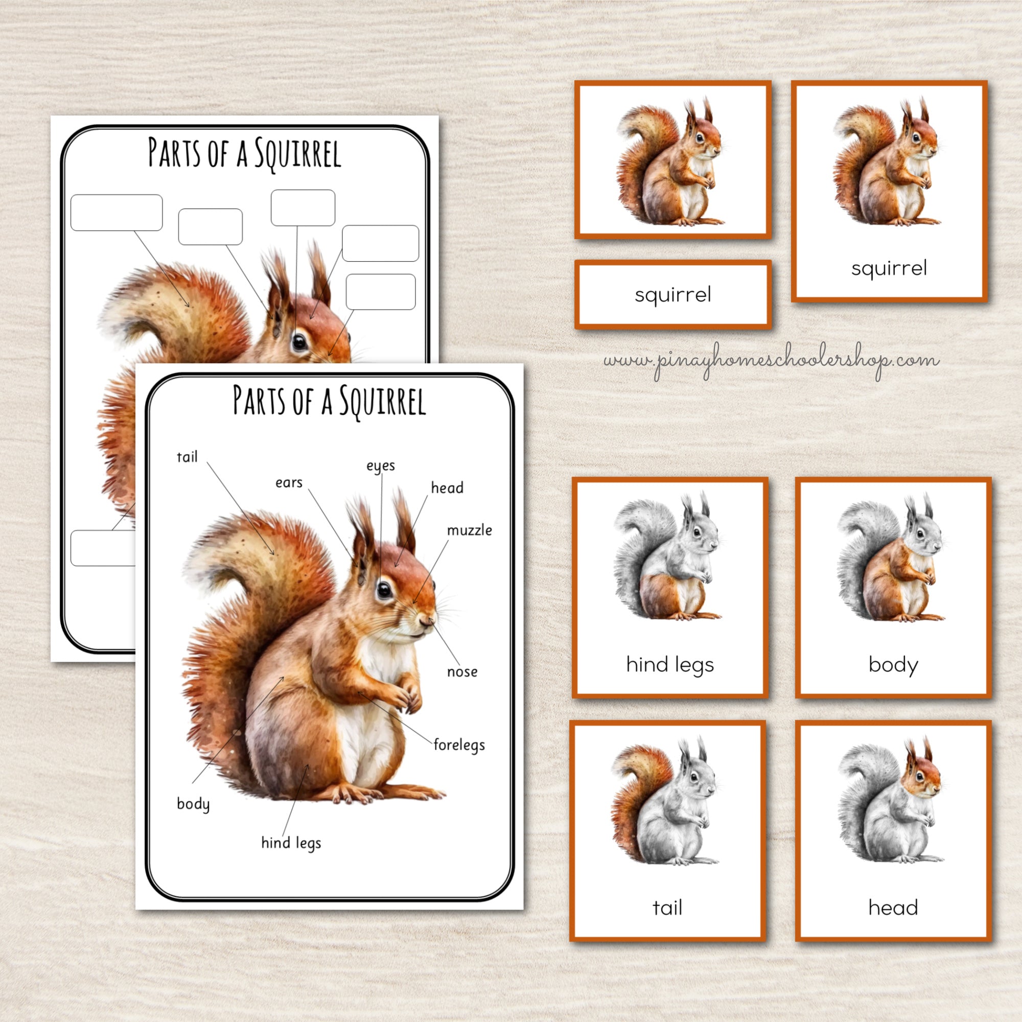 Montessori Parts of a Squirrel Learning Pack