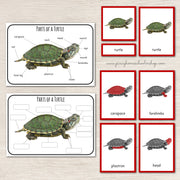 Parts of a Turtle Montessori 3 Part Cards and Definitions