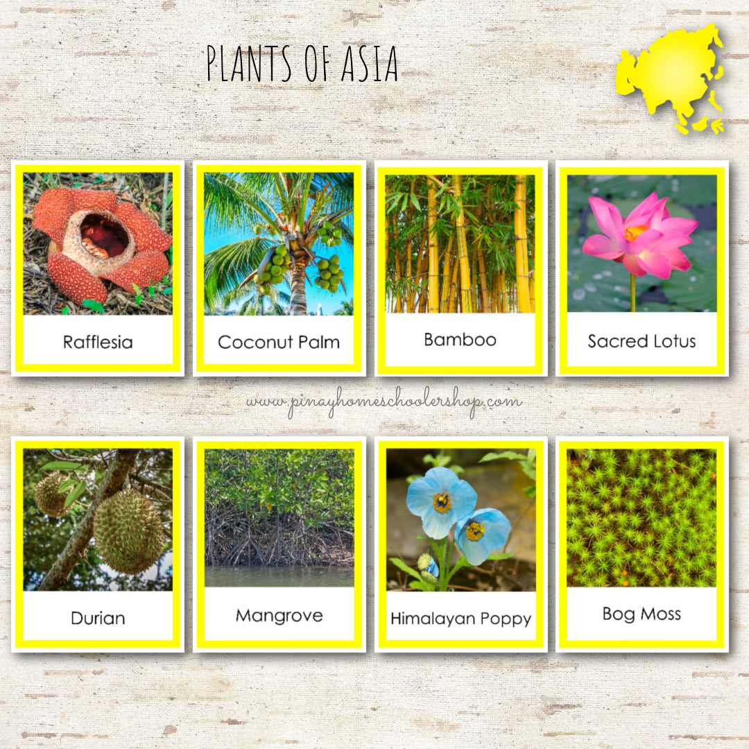 Plants of Asia Montessori 3 Part Cards