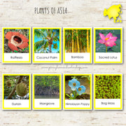 Plants of Asia Montessori 3 Part Cards