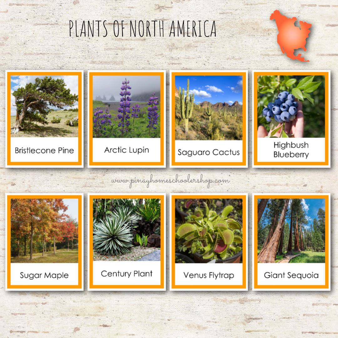 Plants of North America Montessori 3 Part Cards
