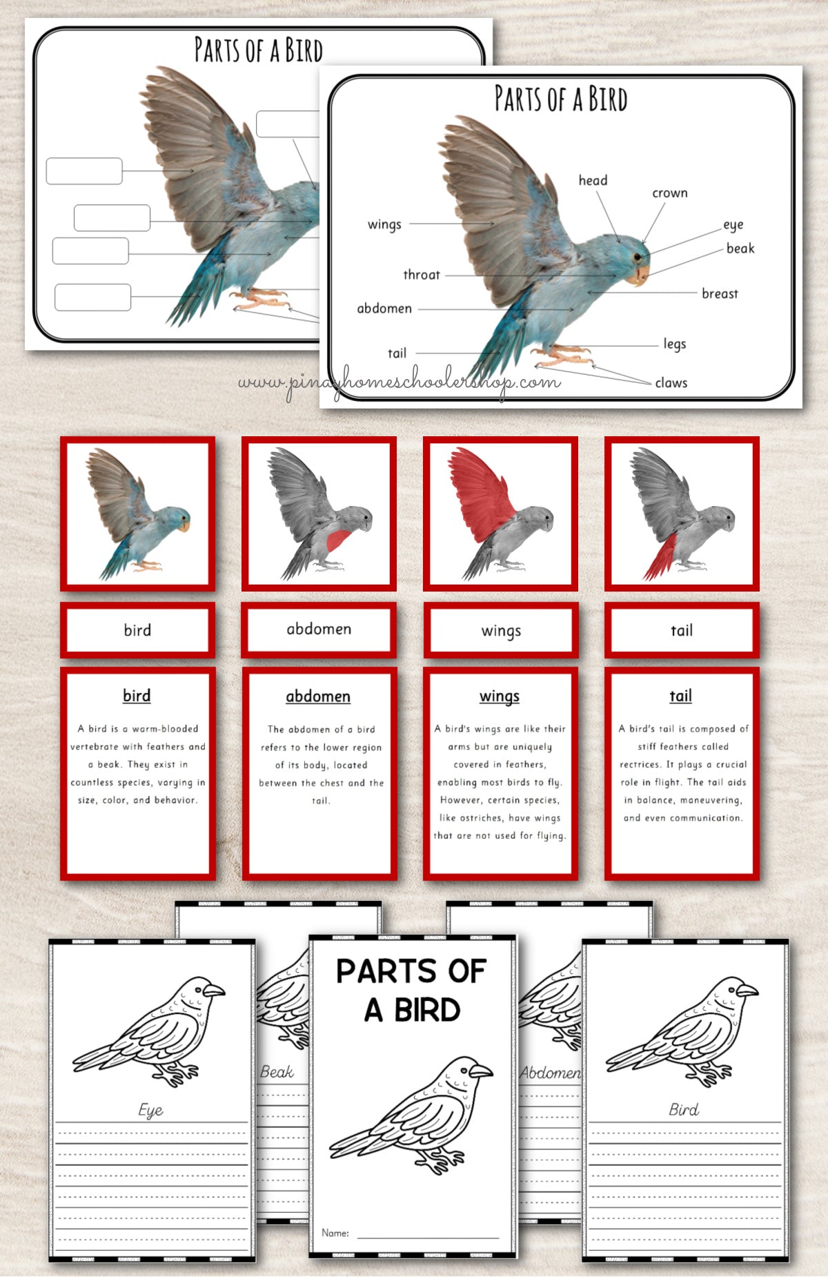 Montessori 3 Part Cards Zoology BUNDLE