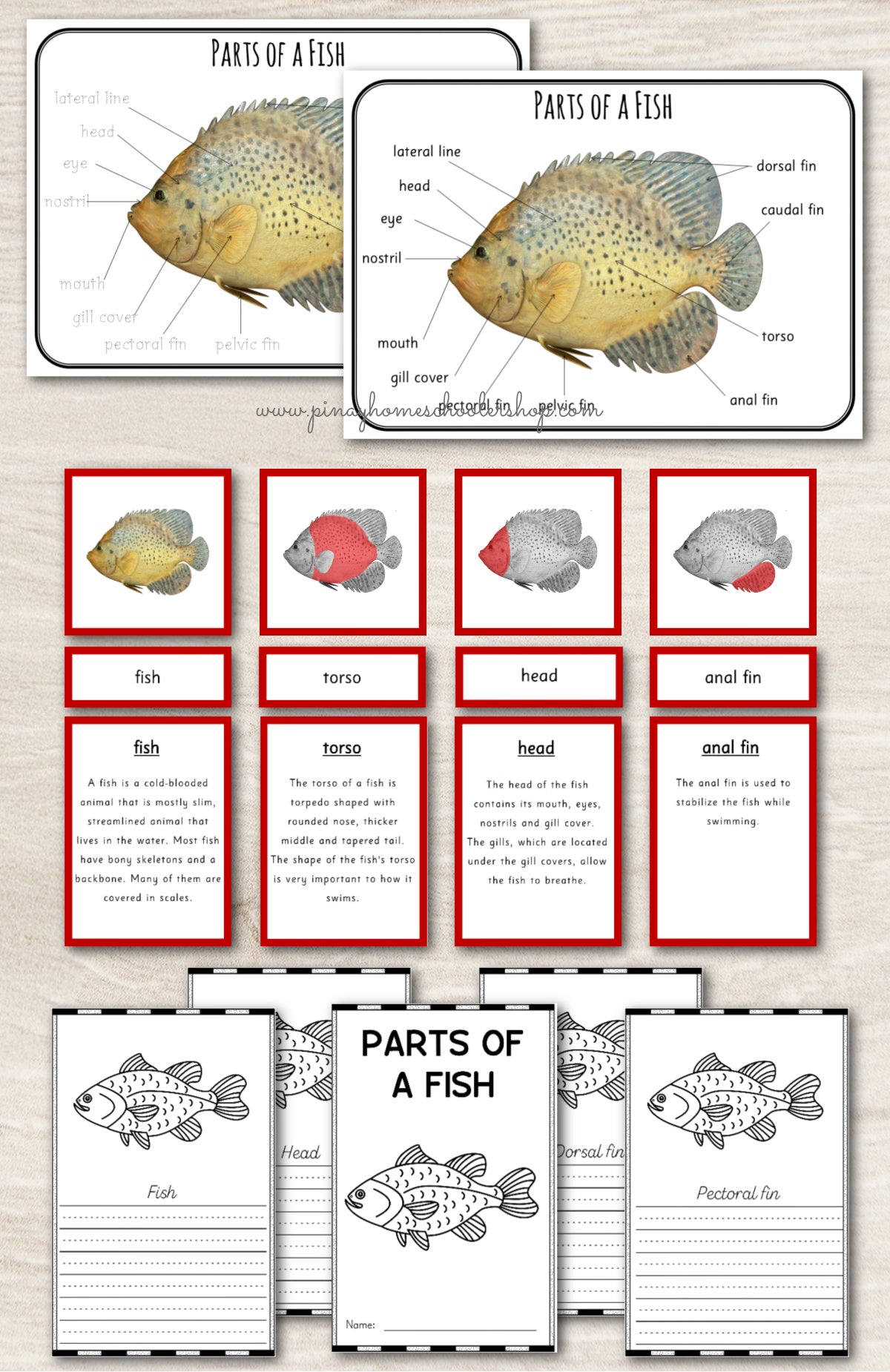 Montessori 3 Part Cards Zoology BUNDLE