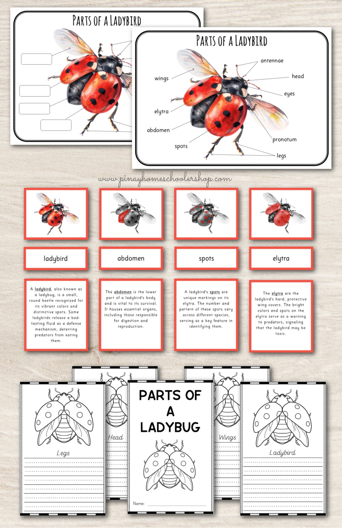 Parts of a Ladybird Ladybug Montessori 3 Part Cards