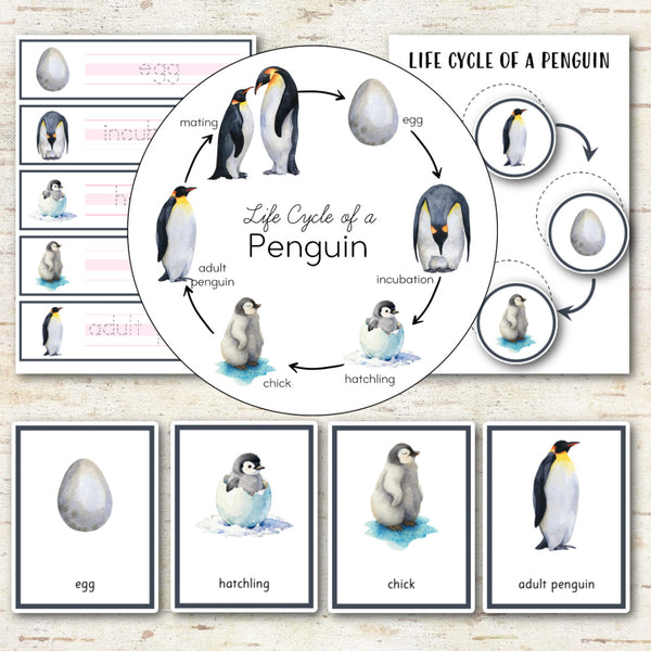 Penguin Life Cycle - Montessori Inspired