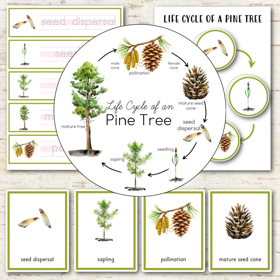 Pine Tree Life Cycle - Montessori Inspired