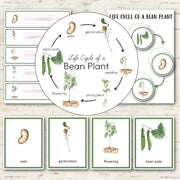 Bean Plant Life Cycle Montessori Inspired