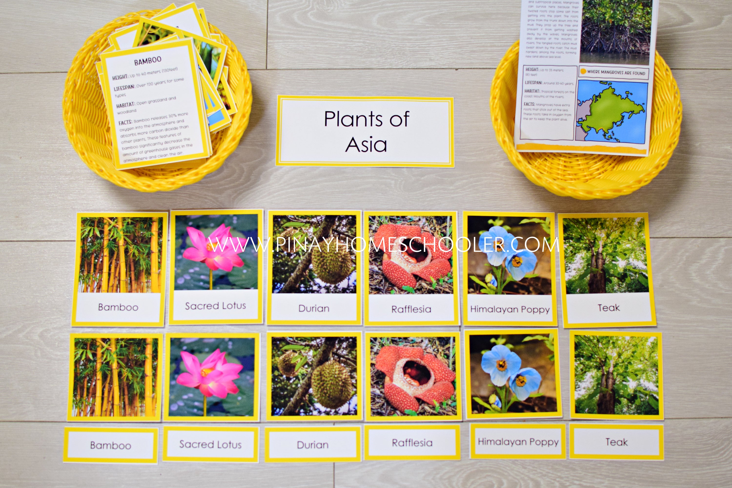 Plants of Asia Montessori 3 Part Cards