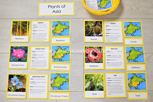 Plants of Asia Montessori 3 Part Cards