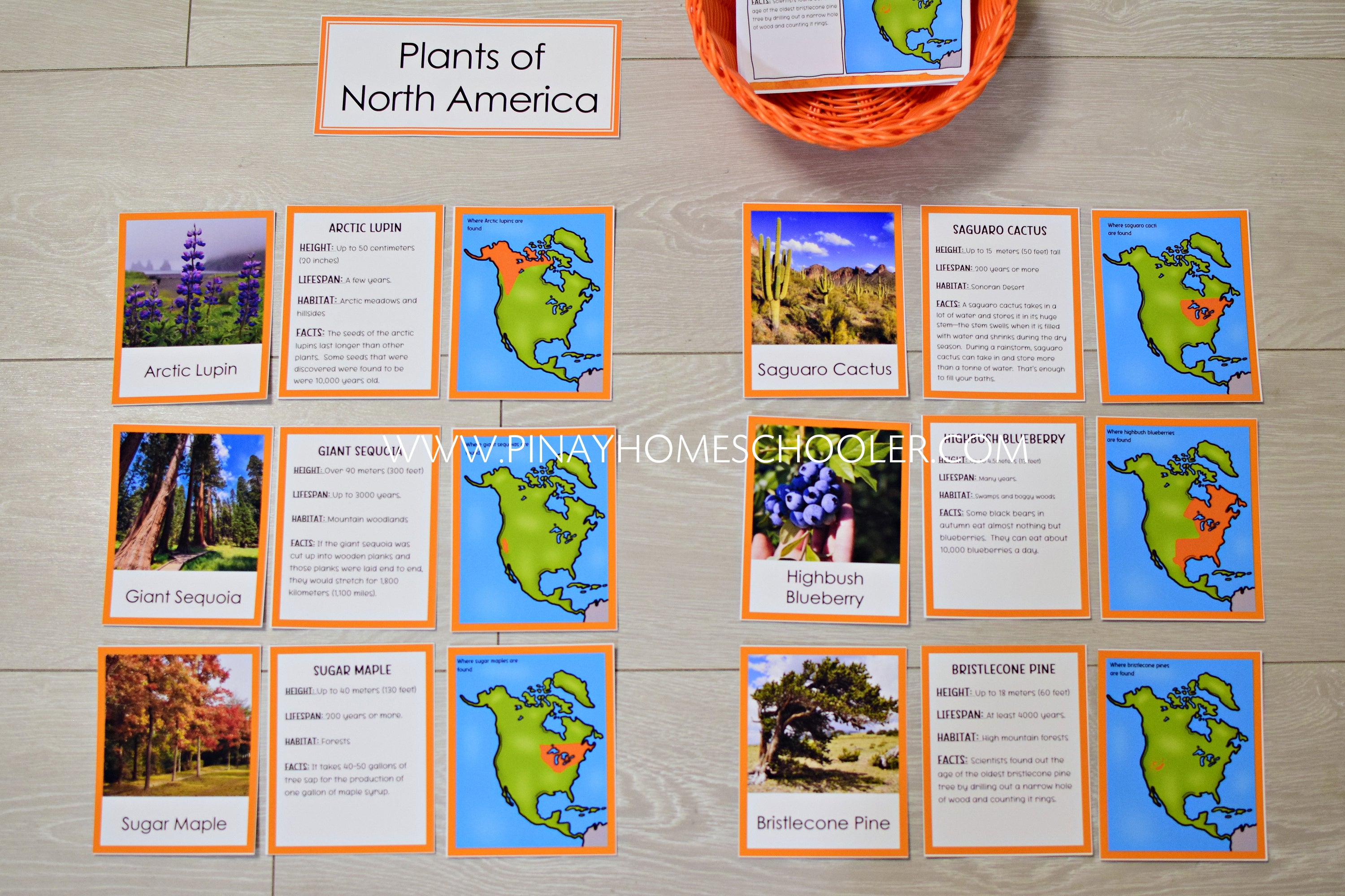 Plants of North America Montessori 3 Part Cards