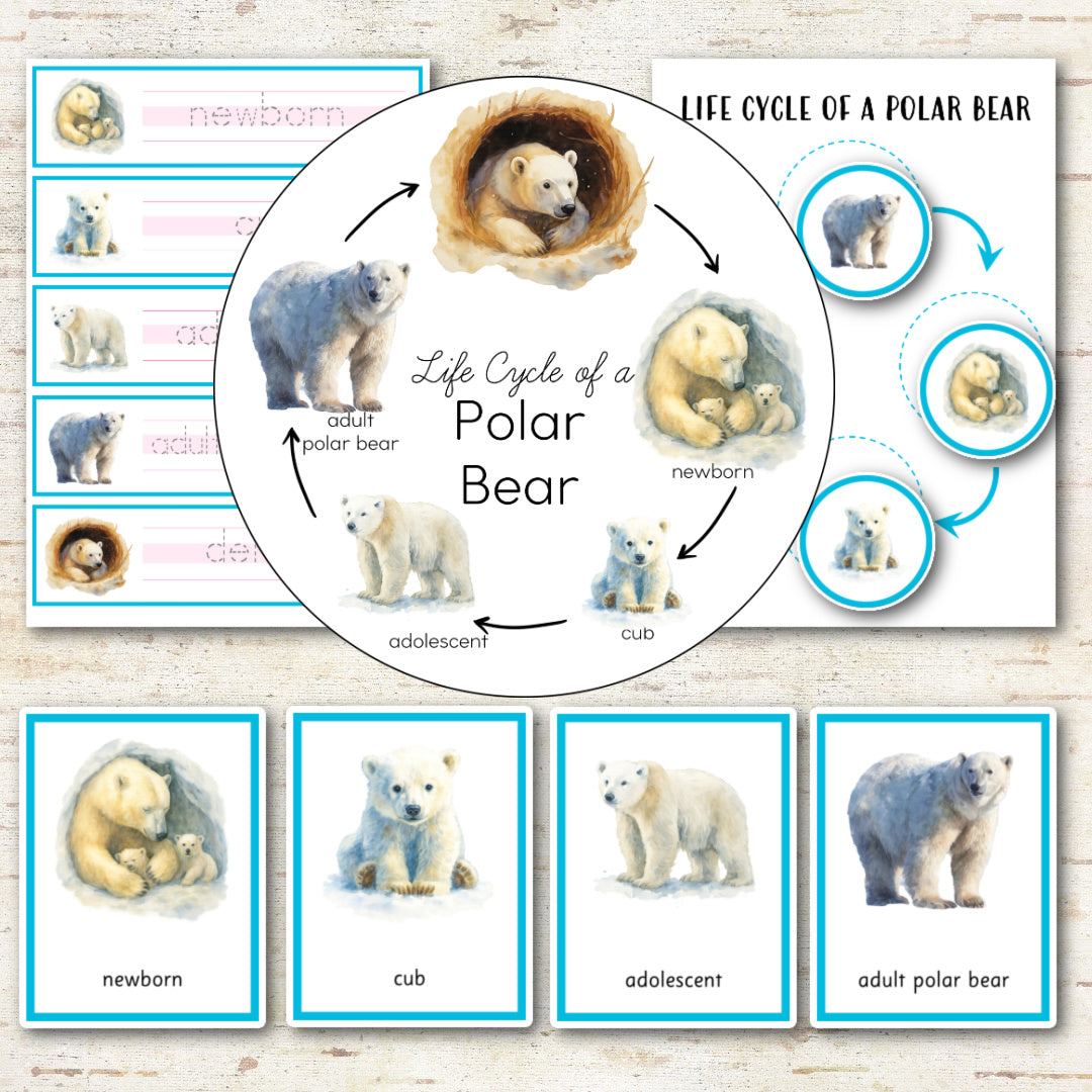 Polar Bear Life Cycle Montessori Inspired