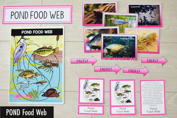 Pond Biome Food Web and Food Chains Learning Pack