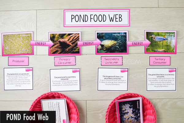 Pond Biome Food Web and Food Chains Learning Pack