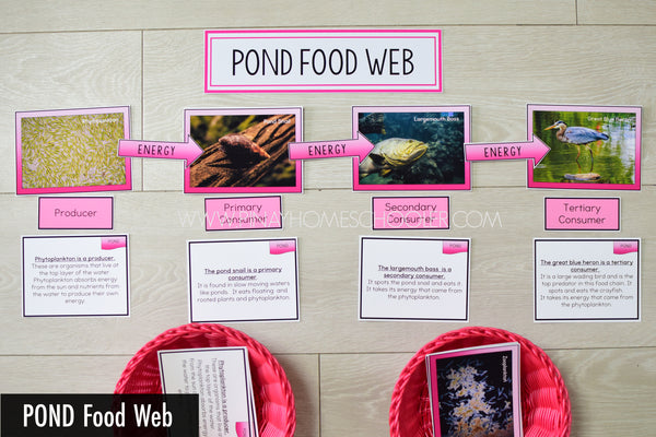 Pond Biome Food Web and Food Chains Learning Pack