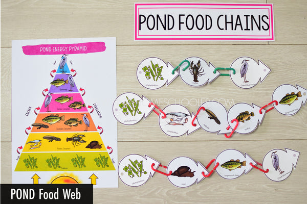 Pond Biome Food Web and Food Chains Learning Pack