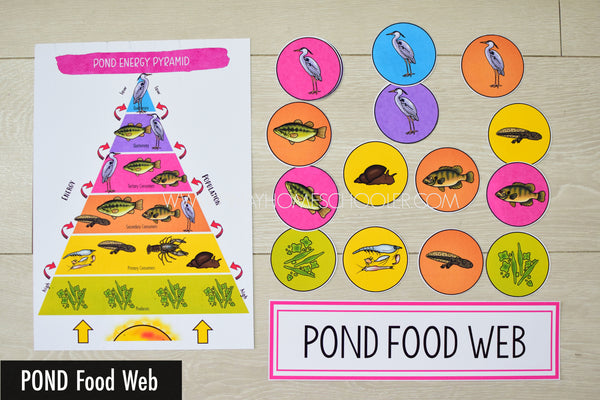 Pond Biome Food Web and Food Chains Learning Pack