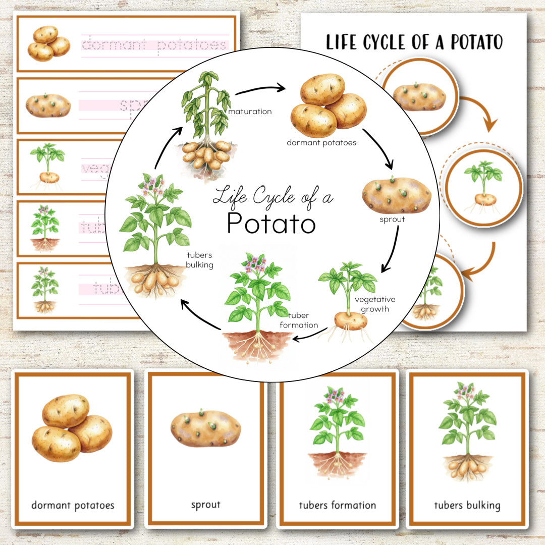 Potato Life Cycle - Montessori Inspired