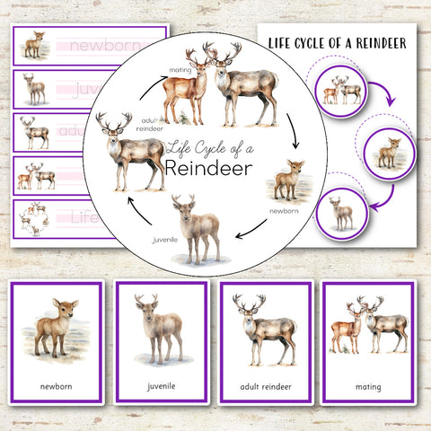 Reindeer Life Cycle Montessori Inspired