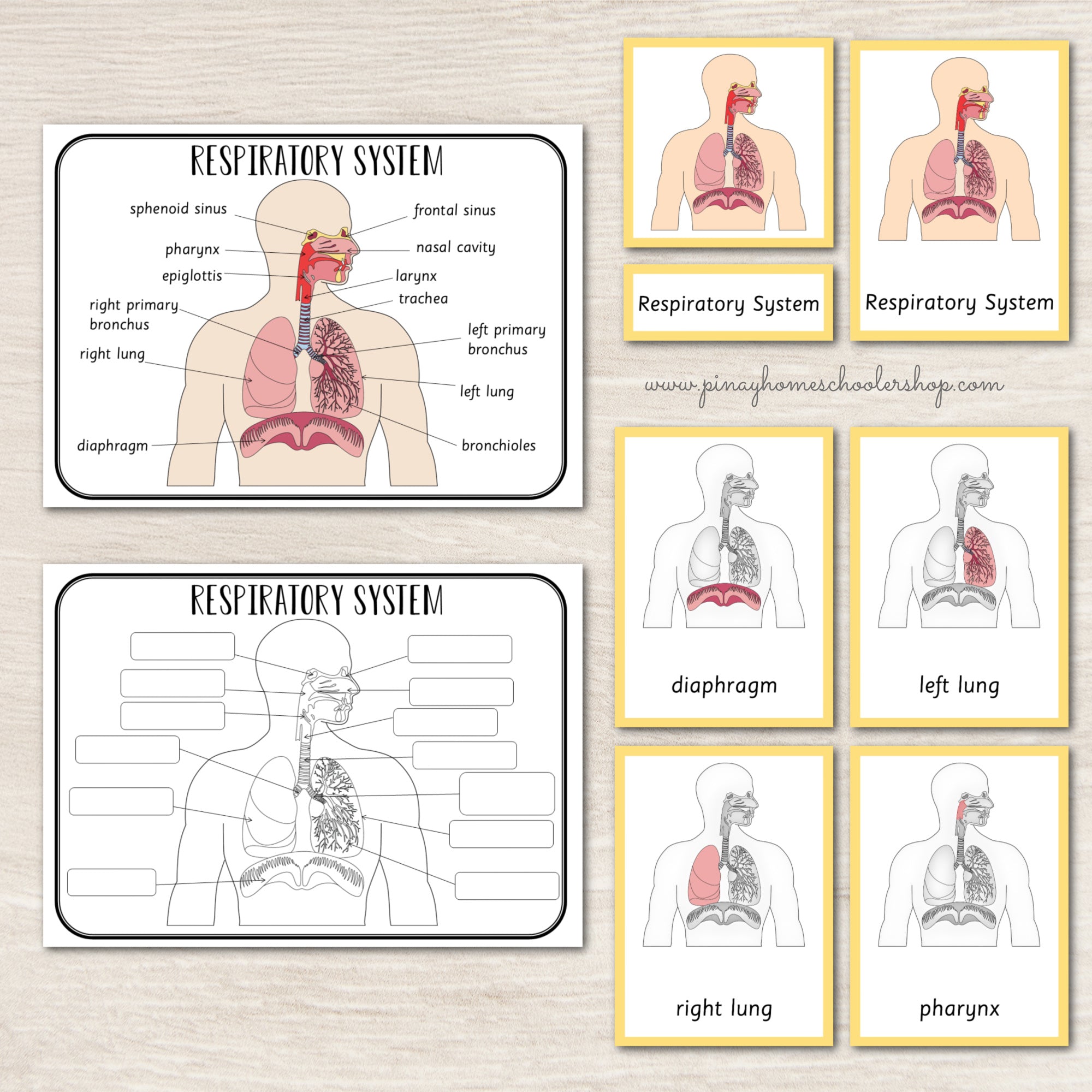 Respiratory System Montessori 3 Part Cards | 4 Part Cards
