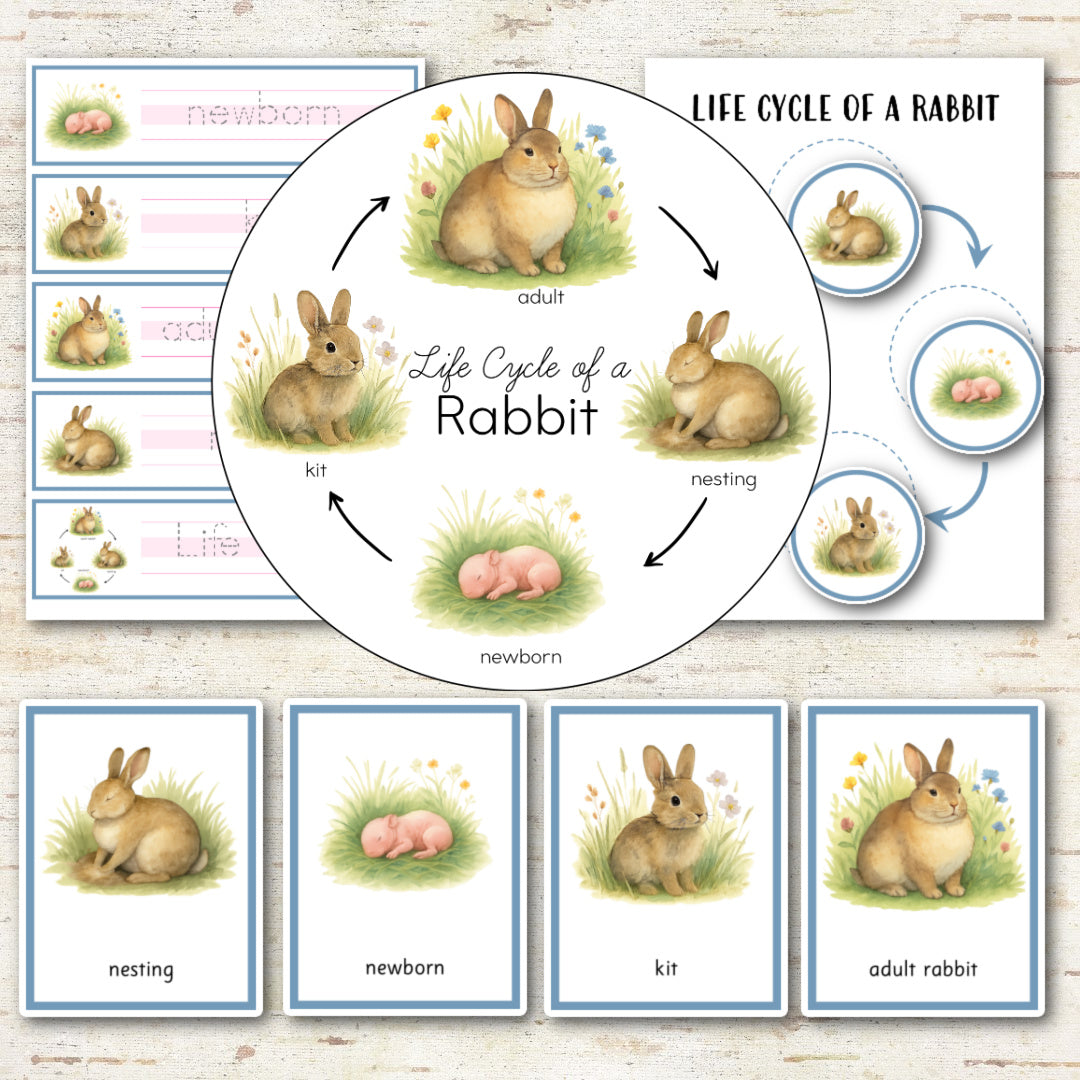 Kit Rabbit Progression Rabbit Life Cycle Activity Set – Pinay Homeschooler Shop