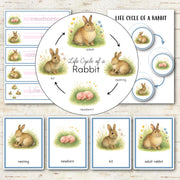 Rabbit Life Cycle Activity Set