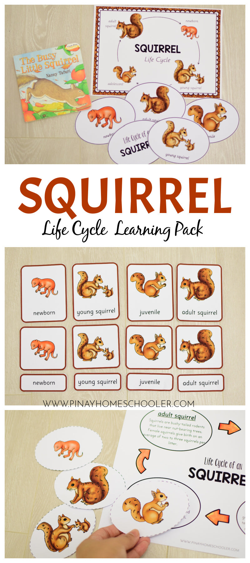 Squirrel Life Cycle Montessori Inspired