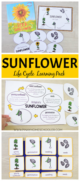 Sunflower Life Cycle Set - Preschool & Kindergarten