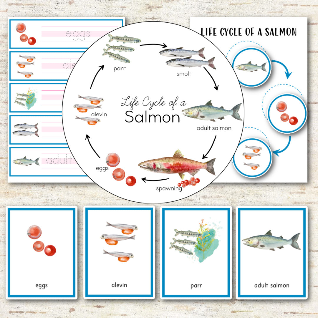 Salmon Life Cycle Activity Set